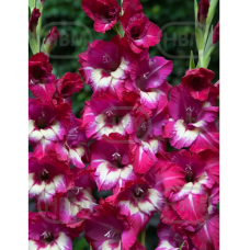 Gladiolus, Miekkalilja Fuksian/valkoinen, kpl Gladiolus, Miekkalilja Fuksian/valkoinen, kpl