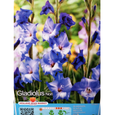 Gladiolus, Miekkalilja sininen/violetti, 1 kpl