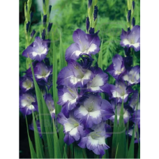 Gladiolus, Miekkalilja sininen/violetti, 1 kpl