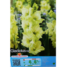 Gladiolus Frizzle, Miekkalilja Sitruuna/vihreä, 1 kpl