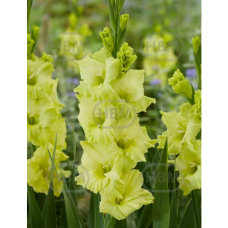 Gladiolus Frizzle, Miekkalilja Sitruuna/vihreä, 1 kpl