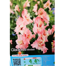 Gladiolus Frizzle, Miekkalilja vaaleanpunainen, 1 kpl TUOTE ON LOPPUUNMYYTYY!