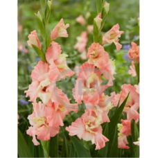 Gladiolus Frizzle, Miekkalilja vaaleanpunainen, 1 kpl
