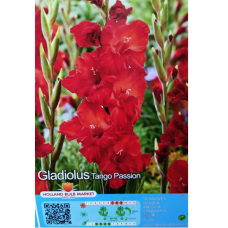 Gladiolus Frizzle, Miekkalilja Punainen, 1 kpl ALE - 70%