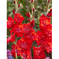 Gladiolus Frizzle, Miekkalilja Punainen, 1 kpl