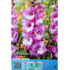 Gladiolus Frizzle, Miekkalilja Violetti/valkoinen, 1 kpl