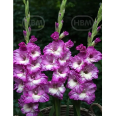 Gladiolus Frizzle, Miekkalilja Violetti/valkoinen, 1 kpl Gladiolus Frizzle, Miekkalilja Violetti/valkoinen, 1 kpl