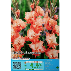 Gladiolus Frizzle, Miekkalilja koralli-lohenpunainen, 1 kpl