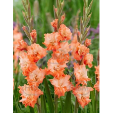 Gladiolus Frizzle, Miekkalilja koralli-lohenpunainen, 1 kpl