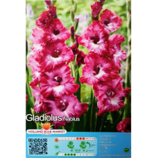 Gladiolus Frizzle, Miekkalilja pinkki/purppura, 1 kpl TUOTE ON LOPPUUNMYYTY!