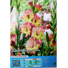 Gladiolus Frizzle, Miekkalilja Pinkki/sitruuna, 1 kpl