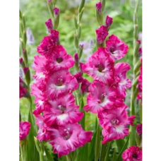 Gladiolus Frizzle, Miekkalilja pinkki/purppura, 1 kpl