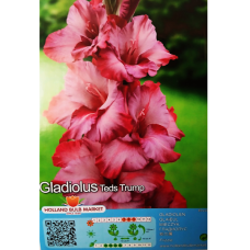 Gladiolus Frizzle, Miekkalilja Laventeli/vaaleanpunainen, 1 kpl TUOTE ON LOPPUUNMYYTY!