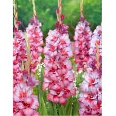 Gladiolus Frizzle, Miekkalilja Laventeli/vaaleanpunainen, 1 kpl