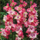 Gladiolus Gladiolus