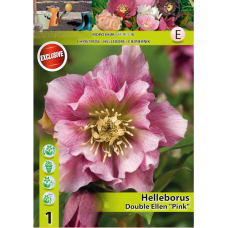 Helleborus Double 'Ellen Pink', 1 kpl Helleborus Double 'Ellen Pink', 1 kpl