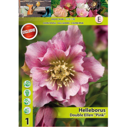 Helleborus Double 'Ellen Pink', 1 kpl 