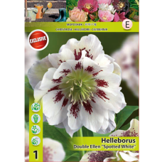Helleborus, Tarhajouluruusu Double Ellen 'Spotted White', 1 kpl. Helleborus, Tarhajouluruusu Double Ellen 'Spotted White', 1 kpl.
