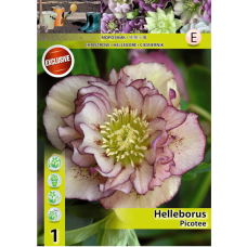 Helleborus, Tarhajouluruusu Double Ellen 'Picotee', 1 kpl. Helleborus, Tarhajouluruusu Double Ellen 'Picotee', 1 kpl.