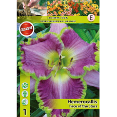 Hemerocallis 'Face of the Stars', 1 pc. 1L - container plant