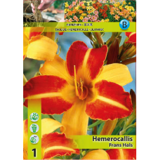 Hemerocallis 'Frans Hals', 1 pc. 1L -container plant