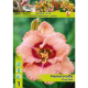 Hemerocallis Hemerocallis