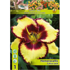 Hemerocallis, Päivänlilja 'Calico Jack' Hemerocallis, Päivänlilja 'Calico Jack'