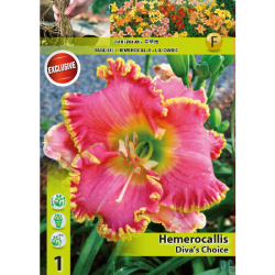 Hemerocallis 'Diva's Choice', Päivänlilja, 1 kpl.