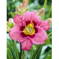 Hemerocallis 'Always Afternoon', 1 pc