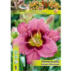 Hemerocallis 'Always Afternoon', Päivänlilja, 1 kpl Hemerocallis 'Always Afternoon', Päivänlilja, 1 kpl