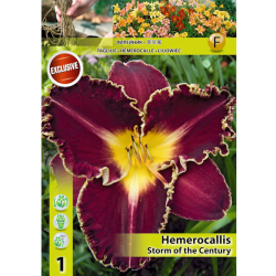 Hemerocallis, Päivänlilja 'Storm of the Century', 1 kpl
