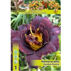 Hemerocallis, Tarhapäivänlilja 'Voodoo Dancer', 1 kpl Hemerocallis, Tarhapäivänlilja 'Voodoo Dancer', 1 kpl