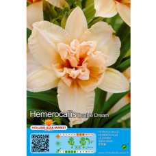 Hemerocallis 'Double Dream ', 1 pc. 1L - container plant