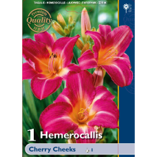 Hemerocallis 'Cherry Cheeks', 1 pc.- 1L -container plant