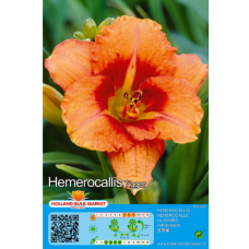 Hemerocallis 'Tigger', 1 pc.- 1L -container plant