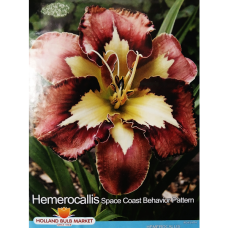 Hemerocallis, Tarhapäivänlilja 'Spacecoast Behavior Pattern', 1 kpl Hemerocallis, Tarhapäivänlilja 'Spacecoast Behavior Pattern', 1 kpl