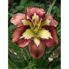 Hemerocallis, Tarhapäivänlilja 'Spacecoast Behavior Pattern', 1 kpl Hemerocallis, Tarhapäivänlilja 'Spacecoast Behavior Pattern', 1 kpl