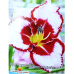 Hemerocallis, Päivänlilja 'Lies and Lipstick', 1 kpl ALE -30%! Hemerocallis, Päivänlilja 'Lies and Lipstick', 1 kpl ALE -30%!