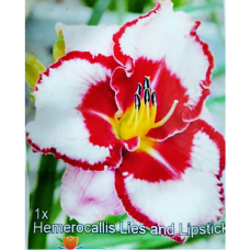 Hemerocallis, Päivänlilja 'Lies and Lipstick', 1 kpl ALE -30%! Hemerocallis, Päivänlilja 'Lies and Lipstick', 1 kpl ALE -30%!