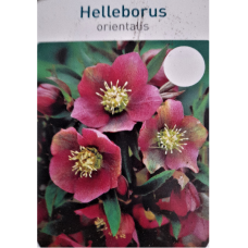 Helleborus orientalis, Lenten rose. 1L -container plant