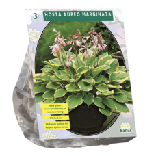 Hosta Aureo Marginata. 3L - container plant