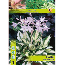 Hosta, Kuunlilja 'Fire and Ice', 1 kpl Hosta, Kuunlilja 'Fire and Ice', 1 kpl