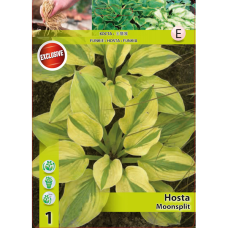 Hosta, Kuunlilja 'Moon Split', 1 kpl