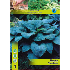 Hosta True Blue (x1). 1L -container plant
