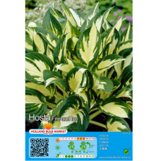 Hosta Fire and Ice (x1)