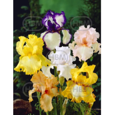 Iris Germanica, Saksankurjenmiekka Mix, 5 kpl Iris Germanica, Saksankurjenmiekka Mix, 5 kpl