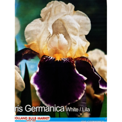 Iris Germanica, Saksankurjenmiekka Lila/Valkoinen, 1 kpl