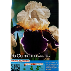 Iris Germanica, Saksankurjenmiekka Lila/Valkoinen, 1 kpl