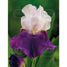 Iris Germanica, Saksankurjenmiekka Lila/Valkoinen, 1 kpl Iris Germanica, Saksankurjenmiekka Lila/Valkoinen, 1 kpl