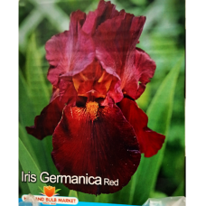 Iris Germanica, Saksankurjenmiekka Punainen, 1 kpl Iris Germanica, Saksankurjenmiekka Punainen, 1 kpl